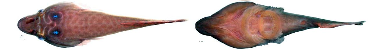 Lepadogaster purpurea_003